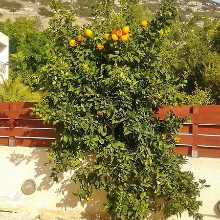 Calypso * Peyia